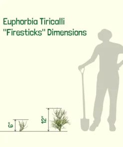 Euphorbia Tiricalli «Firesticks»