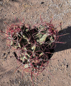 Coville barrel cactus