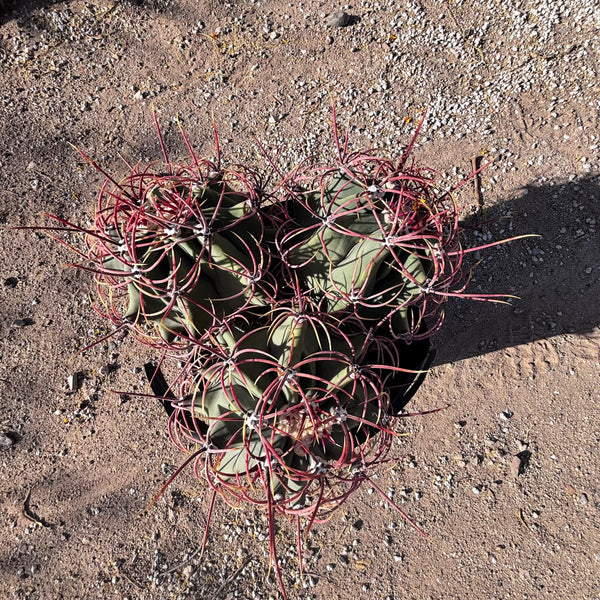 Coville barrel cactus