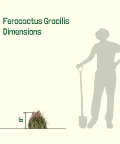 Ferocactus Gracilis