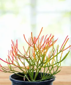 Euphorbia Tiricalli «Firesticks»