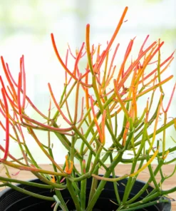 Euphorbia Tiricalli «Firesticks»