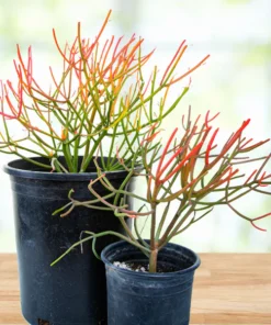 Euphorbia Tiricalli «Firesticks»