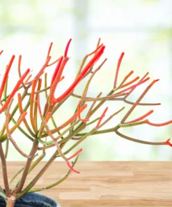 Euphorbia Tiricalli «Firesticks»