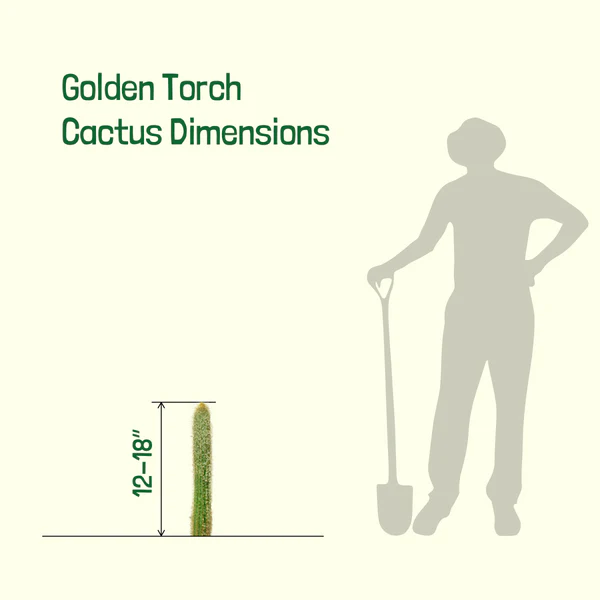 Goldener Fackelkaktus