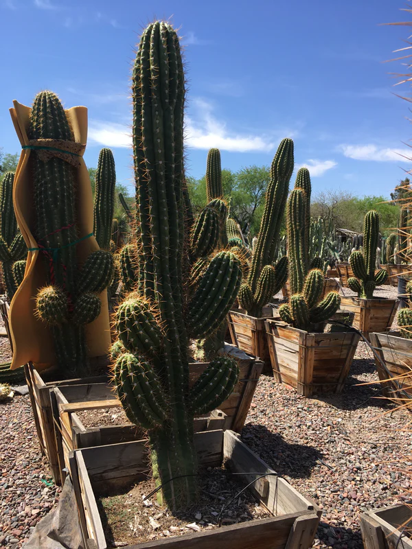 Südamerikanischer Saguaro