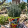 Candelilla
