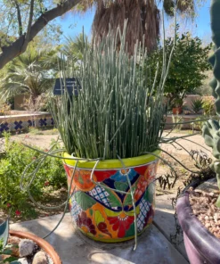 Candelilla