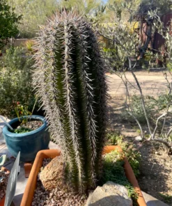 Saguaro Kaktus