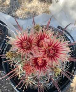 Southwestern Barrel Cactus