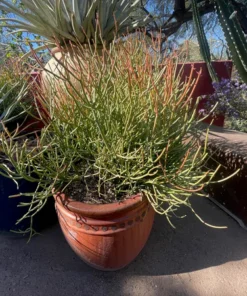 Euphorbia Tiricalli «Firesticks»