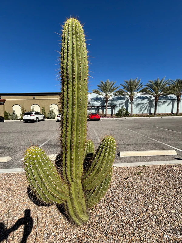 Südamerikanischer Saguaro