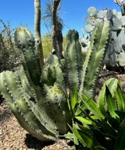 Senita Kaktus