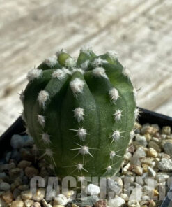 SH17114 Echinopsis subdenudata f. Variegata
