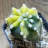 SH4965 Echinopsis sp. F. Variegata