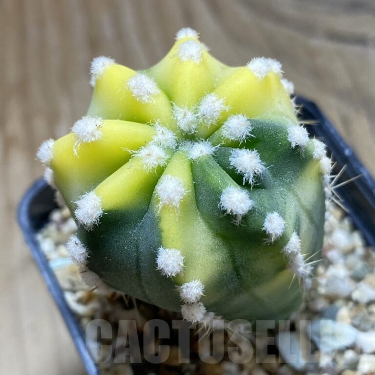 SH4965 Echinopsis sp. F. Variegata