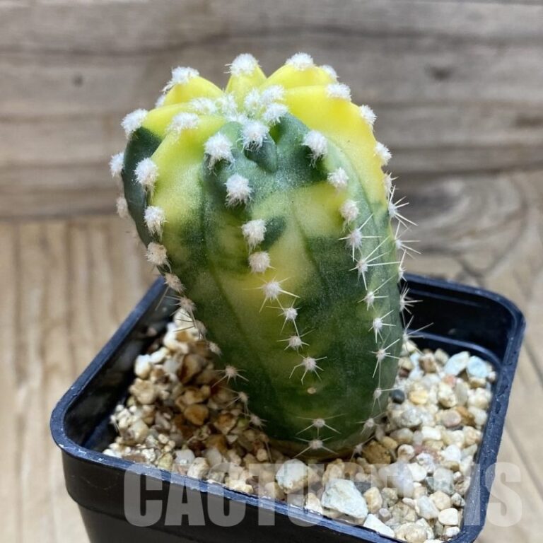SH4965 Echinopsis sp. F. Variegata