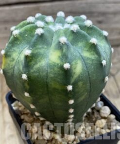 SH5727 Echinopsis sp. F. Variegata