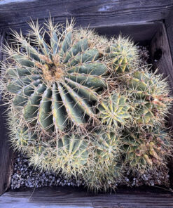 Ferocactus Glaucescens