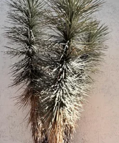 Joshua Tree