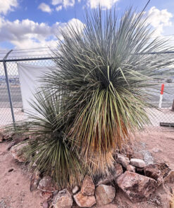 Seifenbaum Yucca