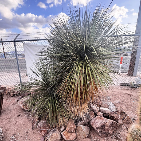 Seifenbaum Yucca