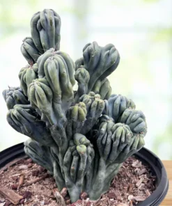 Cereus forbesii ‚Ming Thing‘