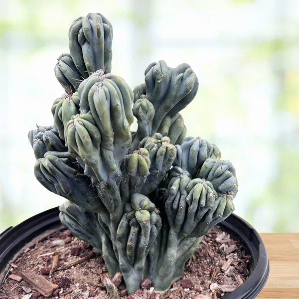 Cereus forbesii ‚Ming Thing‘