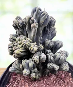 Cereus forbesii ‚Ming Thing‘