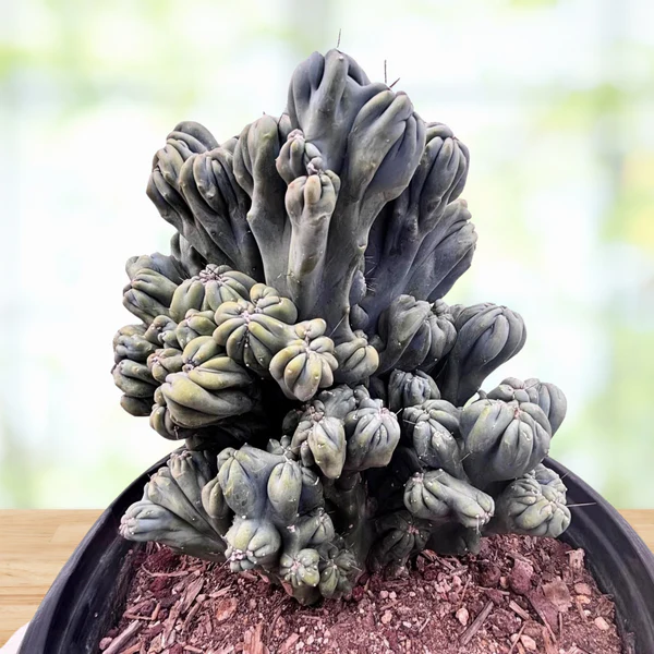 Cereus forbesii ‚Ming Thing‘