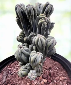Cereus forbesii ‚Ming Thing‘