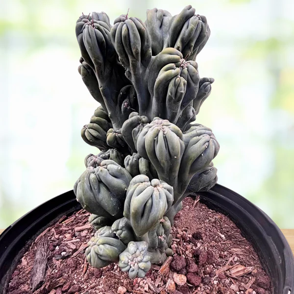Cereus forbesii ‚Ming Thing‘