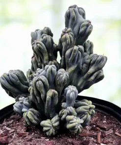 Cereus forbesii ‚Ming Thing‘