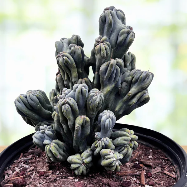 Cereus forbesii ‚Ming Thing‘