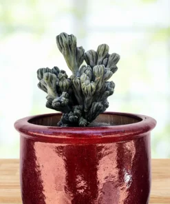Cereus forbesii ‚Ming Thing‘
