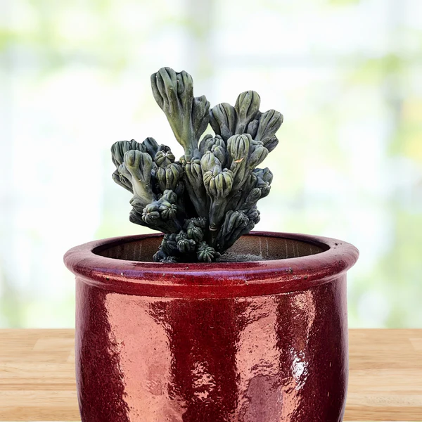 Cereus forbesii ‚Ming Thing‘