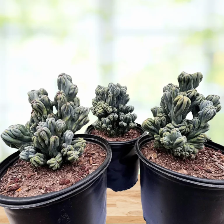 Cereus forbesii ‚Ming Thing‘