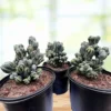 Cereus forbesii ‚Ming Thing‘