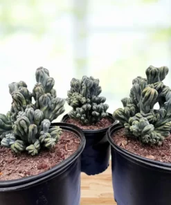 Cereus forbesii ‚Ming Thing‘