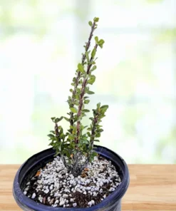 Ocotillo