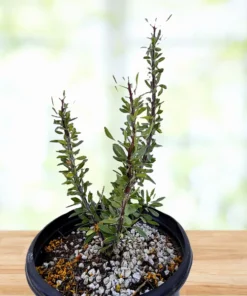 Ocotillo