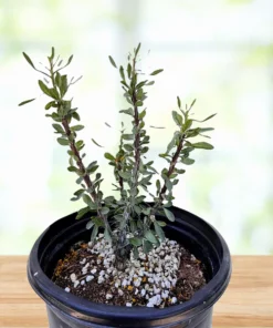 Ocotillo