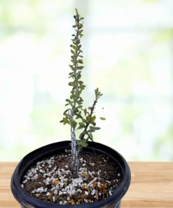 Ocotillo