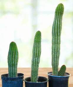 Orgelpfeifenkaktus