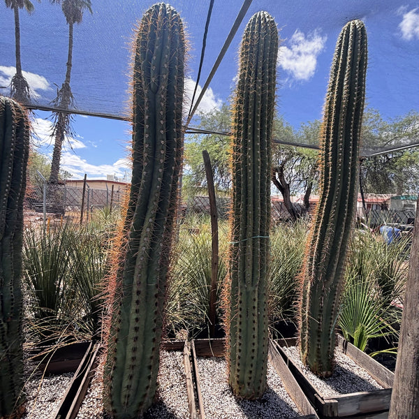Südamerikanischer Saguaro