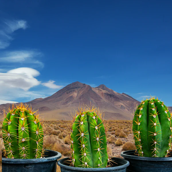 Südamerikanischer Saguaro