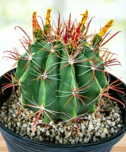 Southwestern Barrel Cactus
