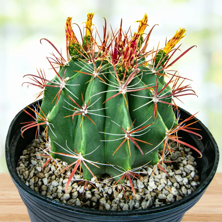 Southwestern Barrel Cactus