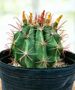 Southwestern Barrel Cactus