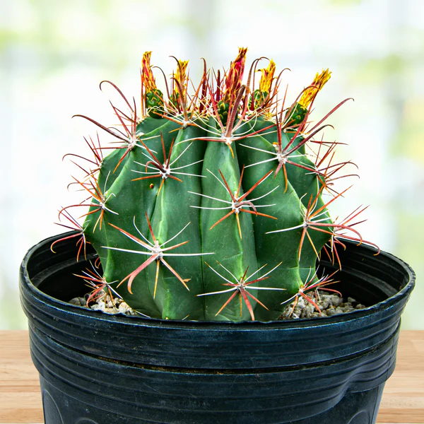 Southwestern Barrel Cactus